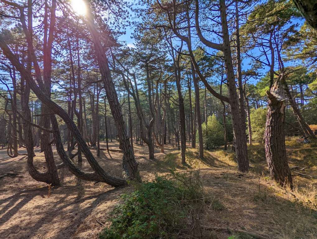 Holkham, Norfolk, Pine forests near Holkham Hall ...