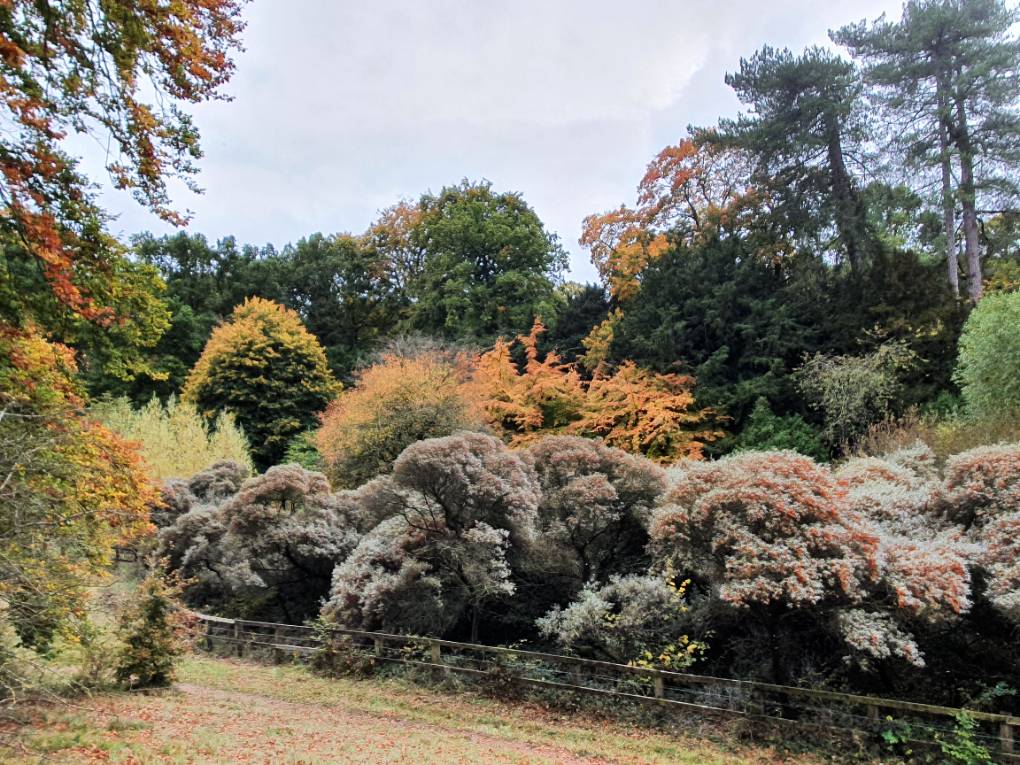 Willesley, Gloucestershire, Autumn at Westonbirt ...