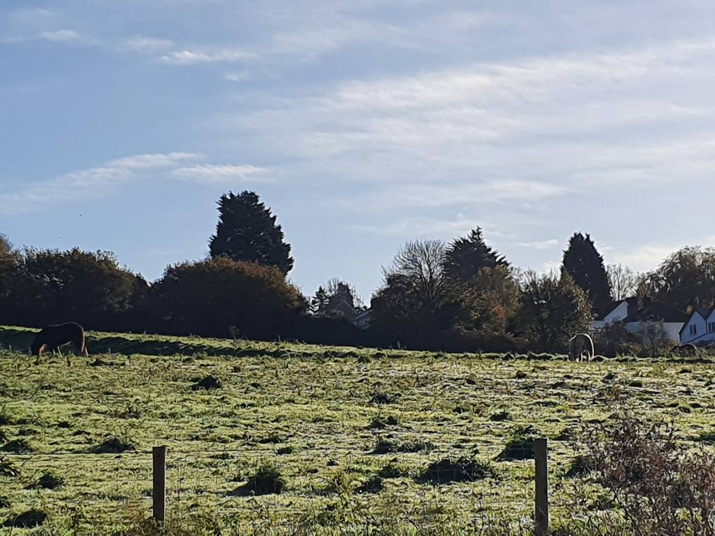 Cardiff, Cardiff, Autumn grazing...