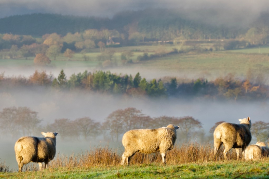 leek, staffordshire, Local wildlife fog watching…...