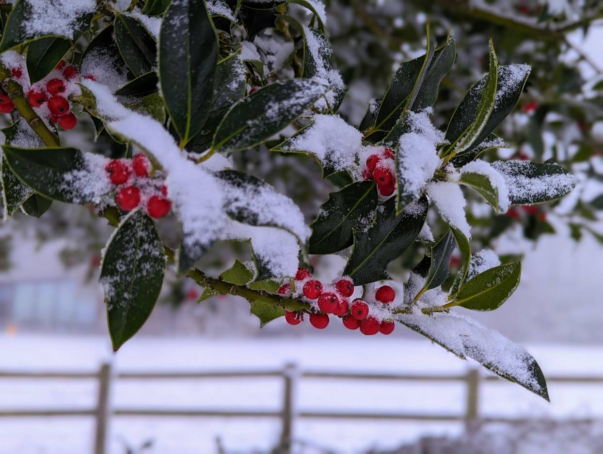 Berkhamsted, Herts, Snow covered holly berries...