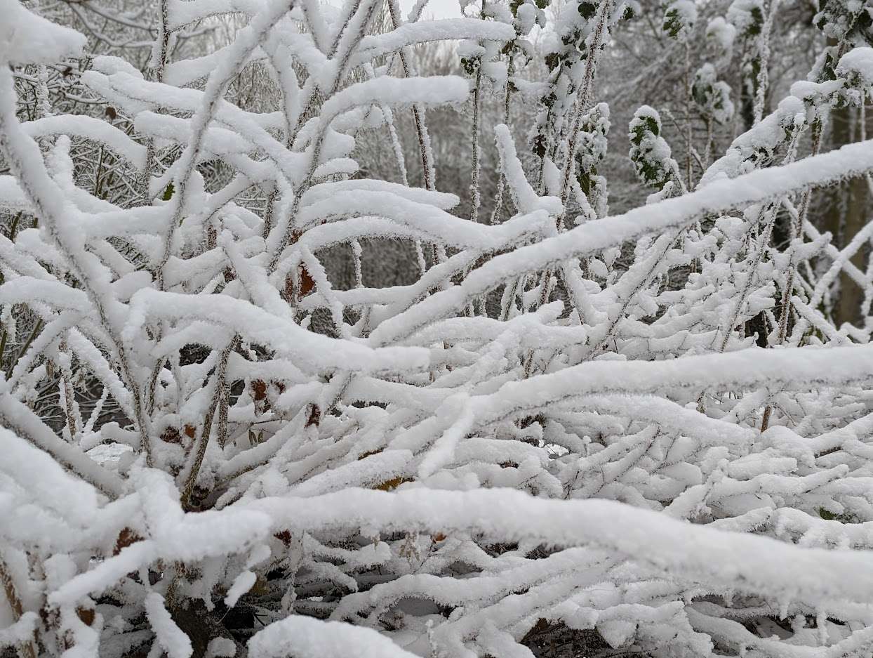 Berkhamsted, Herts, Snow covered branches...