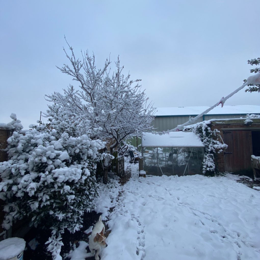 Dartford, , Garden Lying snow 12/12/22...