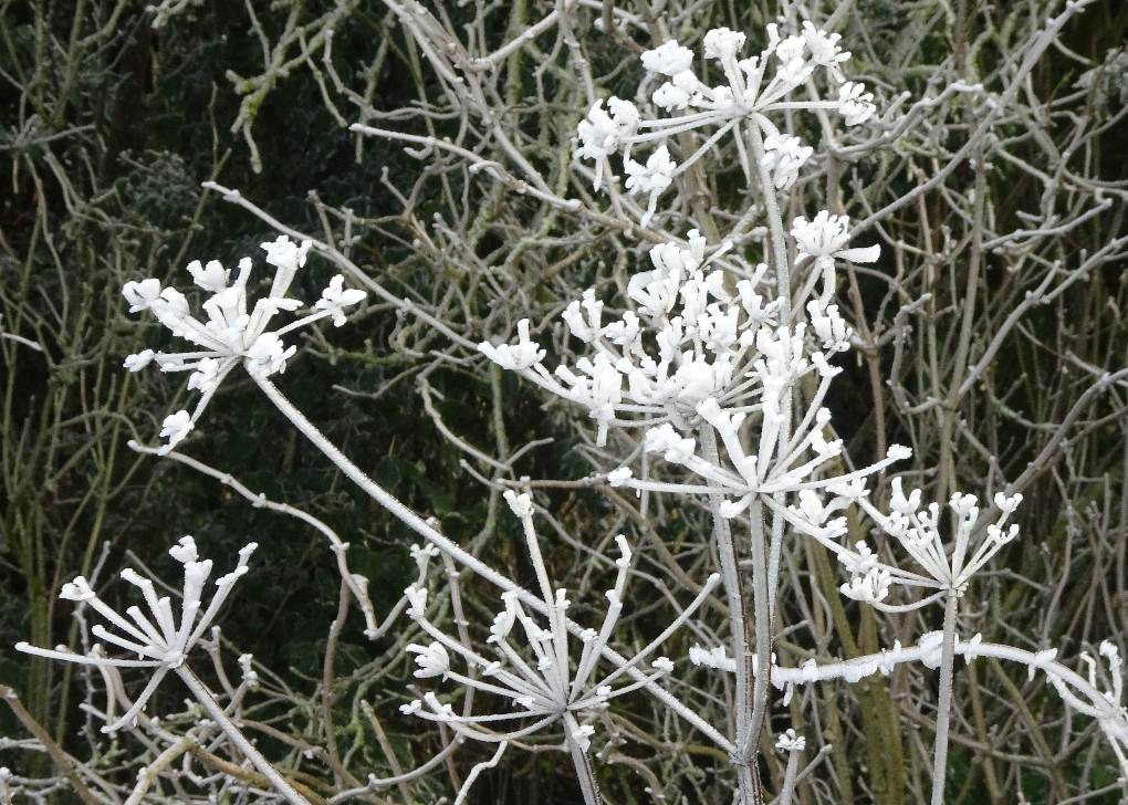 Westbury, Wilys, Frost on seed-head, Salisbury Plain, 7 Jan '21...