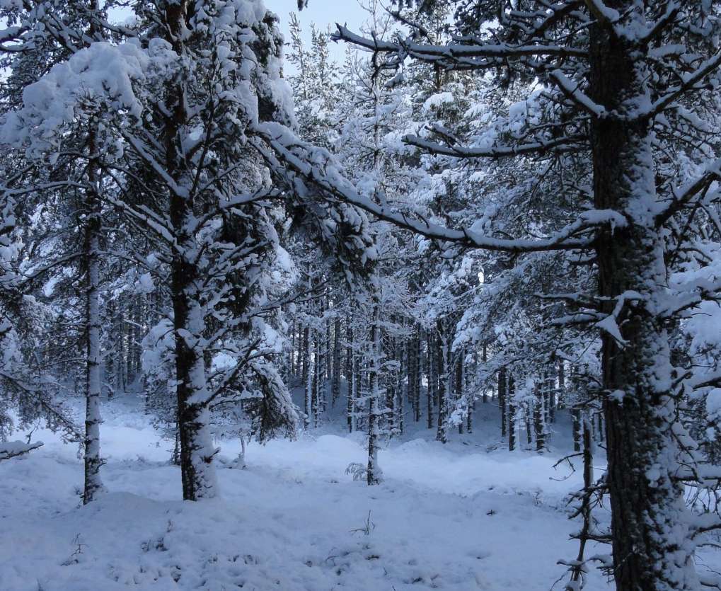 Aviemore, Strathspey, Woodland, RSPB Reserve, Loch Garten 14 Jan '15...
