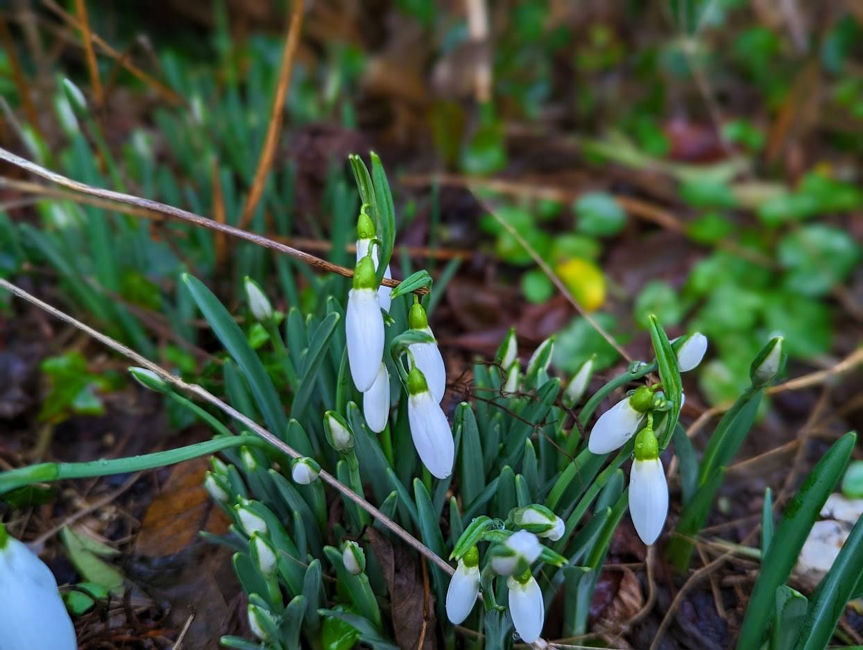 Berkhamsted, Herts, First signs of the spring...
