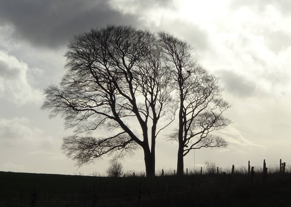 Devizes, Wilts, Beeches, Oliver's Castle, Chalk Downs: shaped by dominant Westerlies. Mid-d...