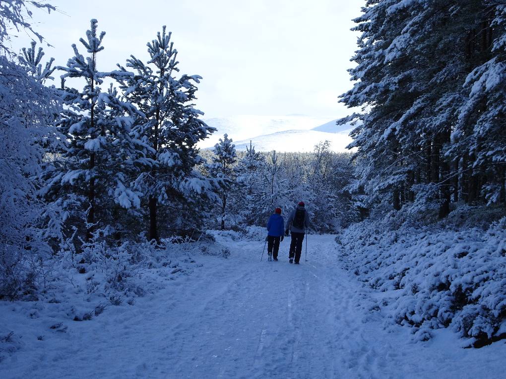 Aviemore, Strathspey, Forestry track near Loch Morlich,, 3 Jan '15. Cairngorm Mtns in distance...