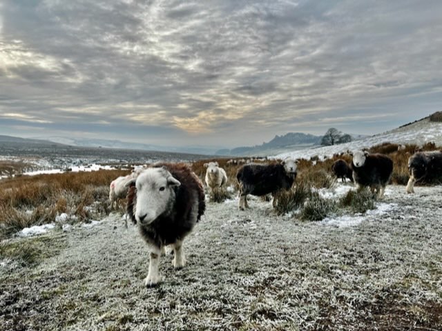 Leek, Staffordshire, Hardy moorland sheep on a cold January morning....