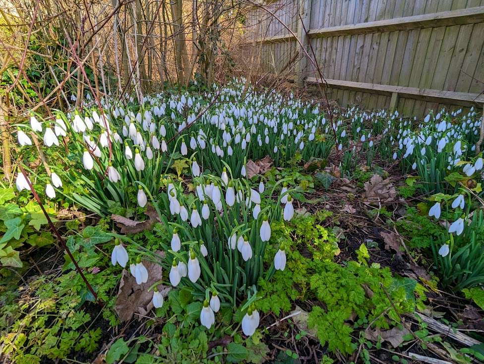 Snowdrops in full bloom Berkhamsted, Herts,, sent by Brian Gaze