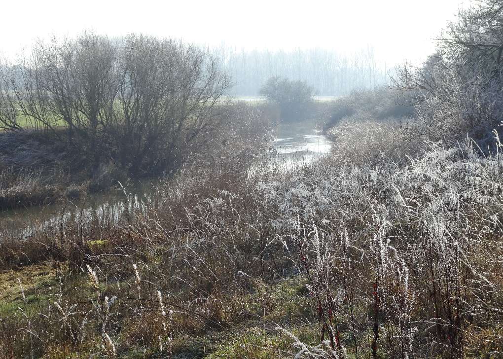 River Stour, late morning, frost on stems, low-angle sun lifting valley mist, 7 Feb 23 Sturminster, N Dorset,S England, sent by slowoldgit