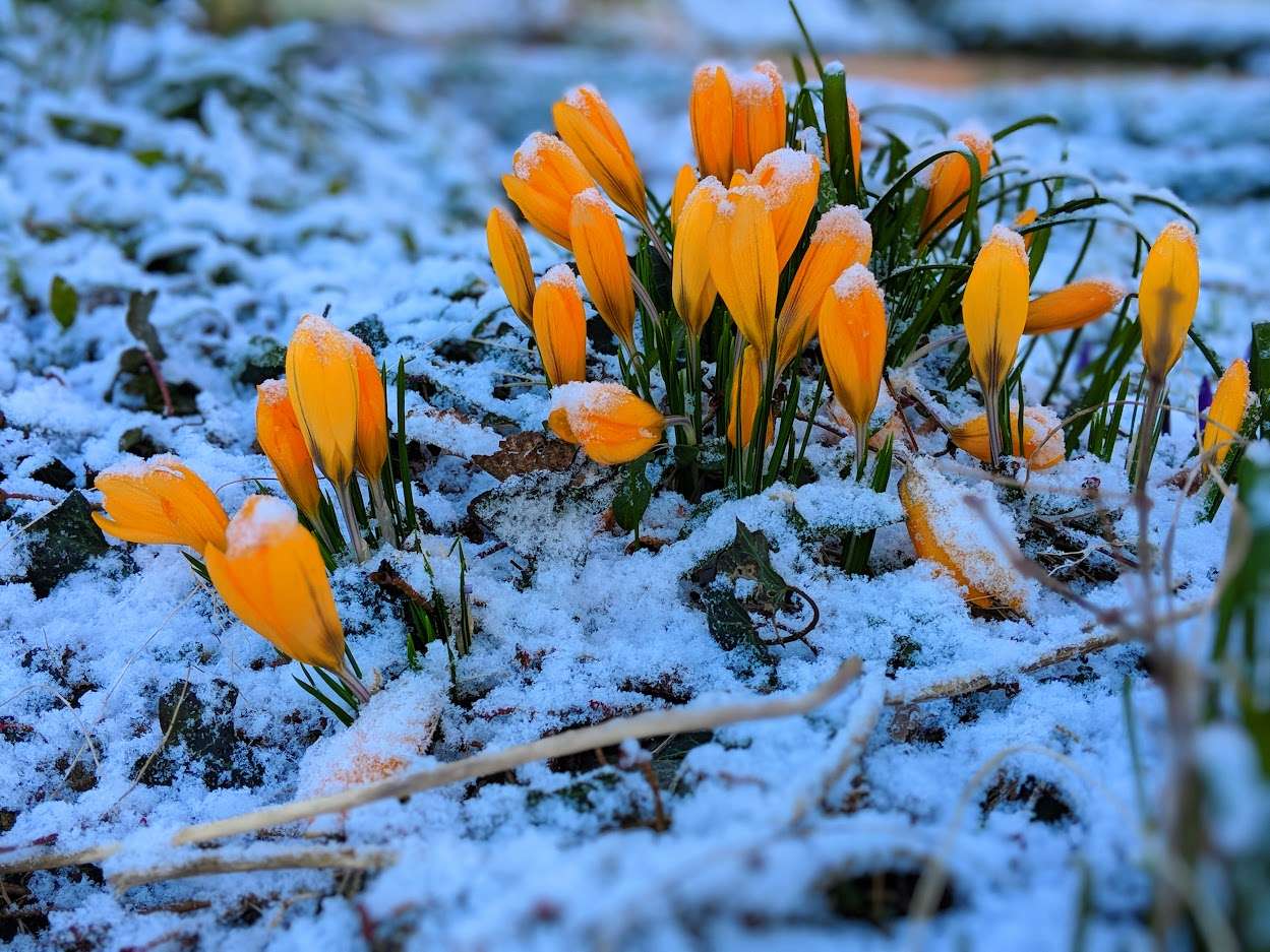 Berkhamsted, Herts, Crocuses in the snow...