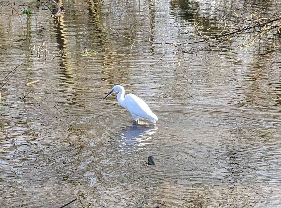 Berkhamsted, Herts, Pelican on the River Bulbourne in Berkhamsted...