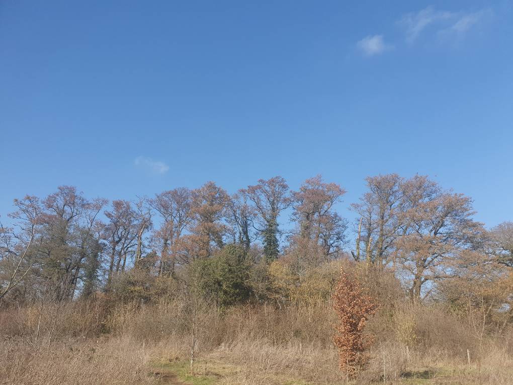 St Mellons, Cardiff, Spring-like,but chilly...