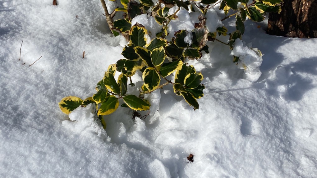 Grantown on Spey, Highlands, No gardening today! ...