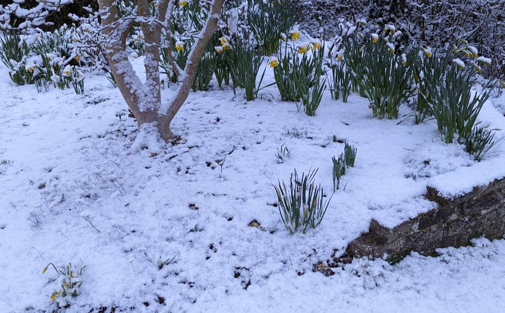 Berkhamsted, Herts, Daffodils in the snow...