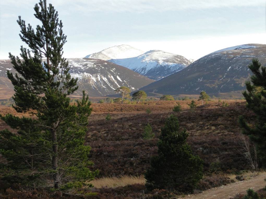 Aviemore, Strathspey, Bynack More, centre, from Pass of Ryvoan, 3 Mar 17...