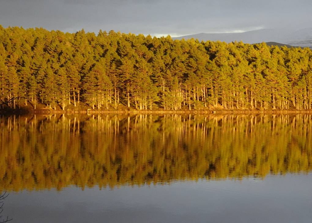 Aviemore, Strathspey, Late afternoon sunlight on pines across Loch an Eilein, 5 Mar 22, Cairngorm...