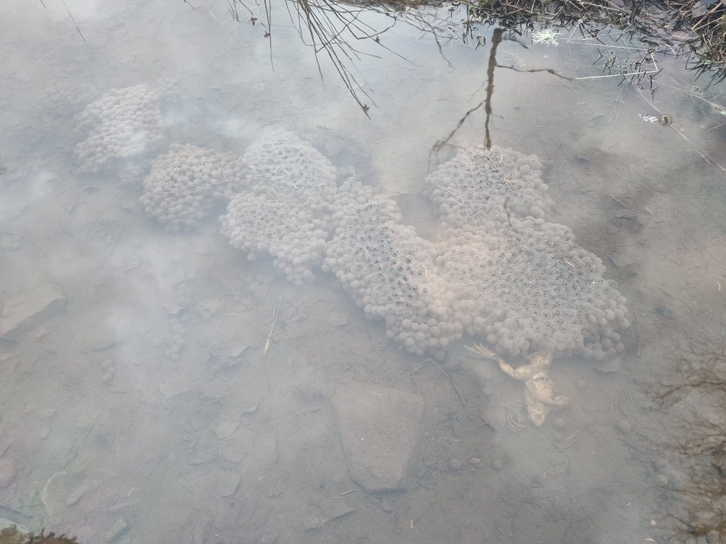 Grantown on Spey, Highlands, Frozen frogspawn ...