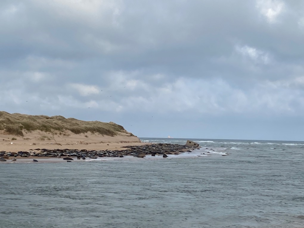 Ellon, Aberdeenshire, Seals at the mouth of the Ythan...