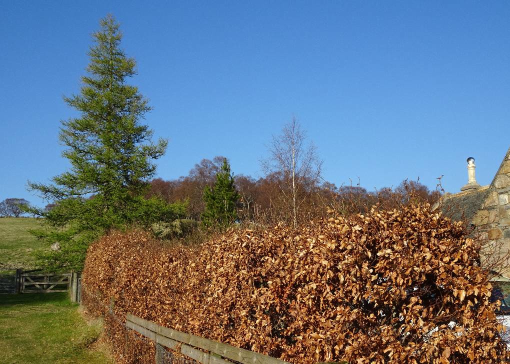 Tomintoul, Aberdeen-shire, Winter beech, spring larch, 14 April 23...