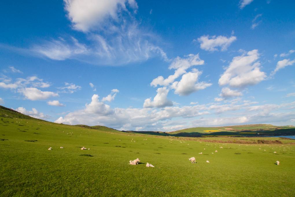 Kimmeridge, Dorset, Sheep May Safely Graze...