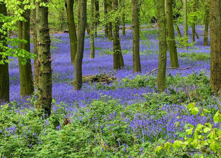 Berkhamsted, Herts, Bluebells in Dockey Wood...