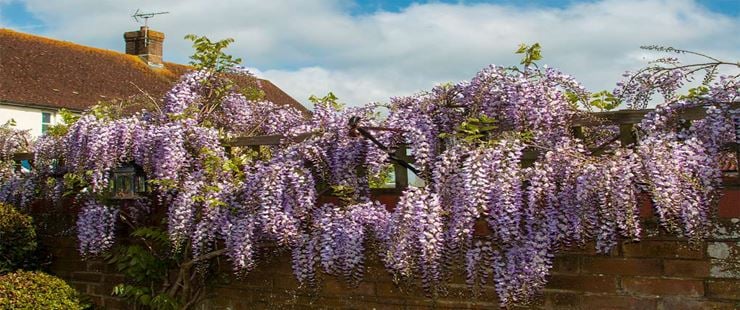 Wisteria. Posted by JurassicCoast