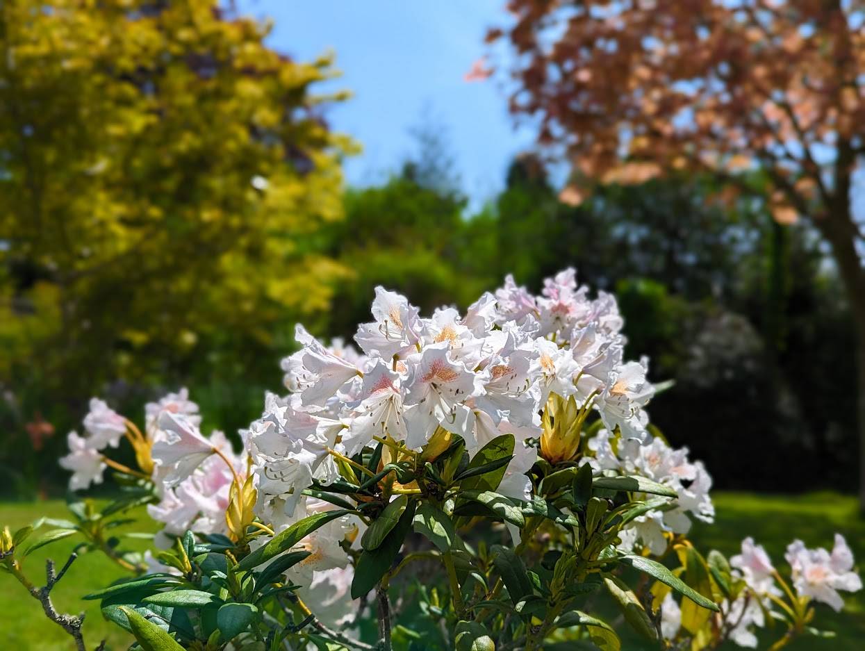 Rhododendron in full bloom Berkhamsted, Herts,, sent by Brian Gaze