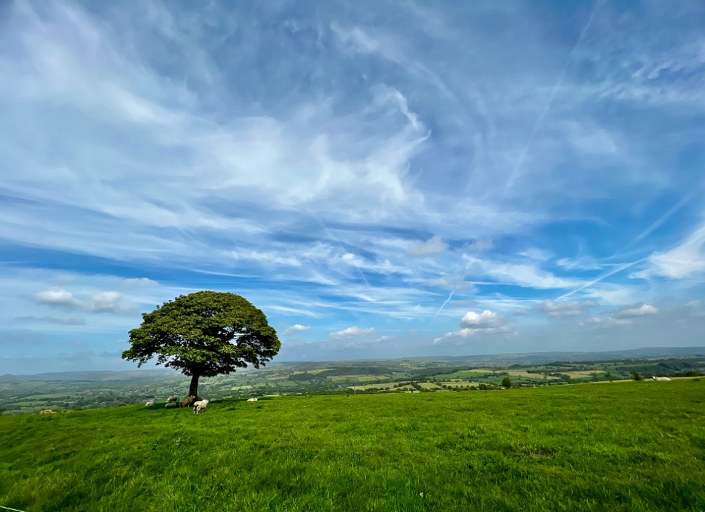 leek, staffordshire, Biddulph moor and the lonely tree today....