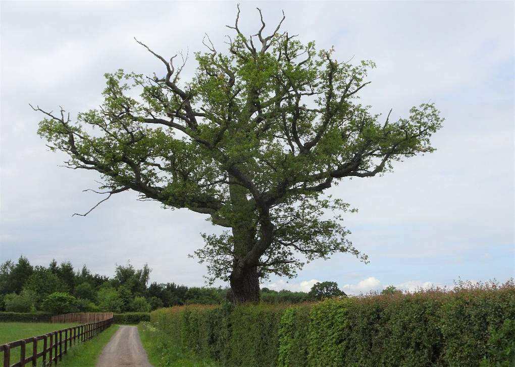 Stag-headed mature oak, a survivor, see following 29 May '22 Chippenham, Wilts,S England, sent by slowoldgit