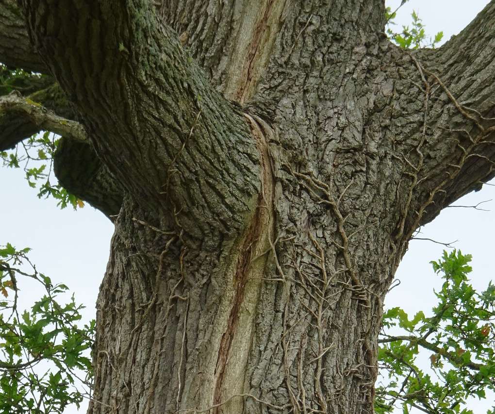 Scar from lightning strike, healed, runs from high in tree to ground. Chippenham, Wilts,S England, sent by slowoldgit