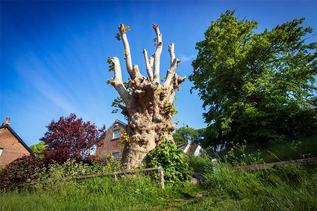 Tolpuddle, Dorset, Tolpuddle Martyrs Tree (pollarded)...