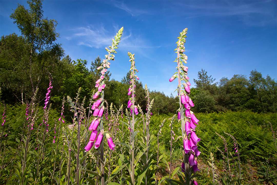 Near to Puddletown. Foxgloves. Posted by JurassicCoast