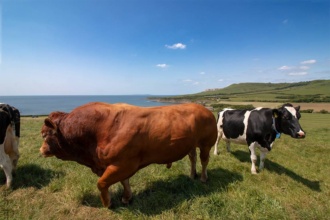 Kimmeridge, Dorset, Don't Stand So Close to Me...