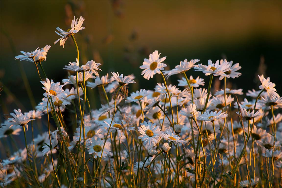 DORCHESTER, Dorset, Where Have All The Flowers Gone?...