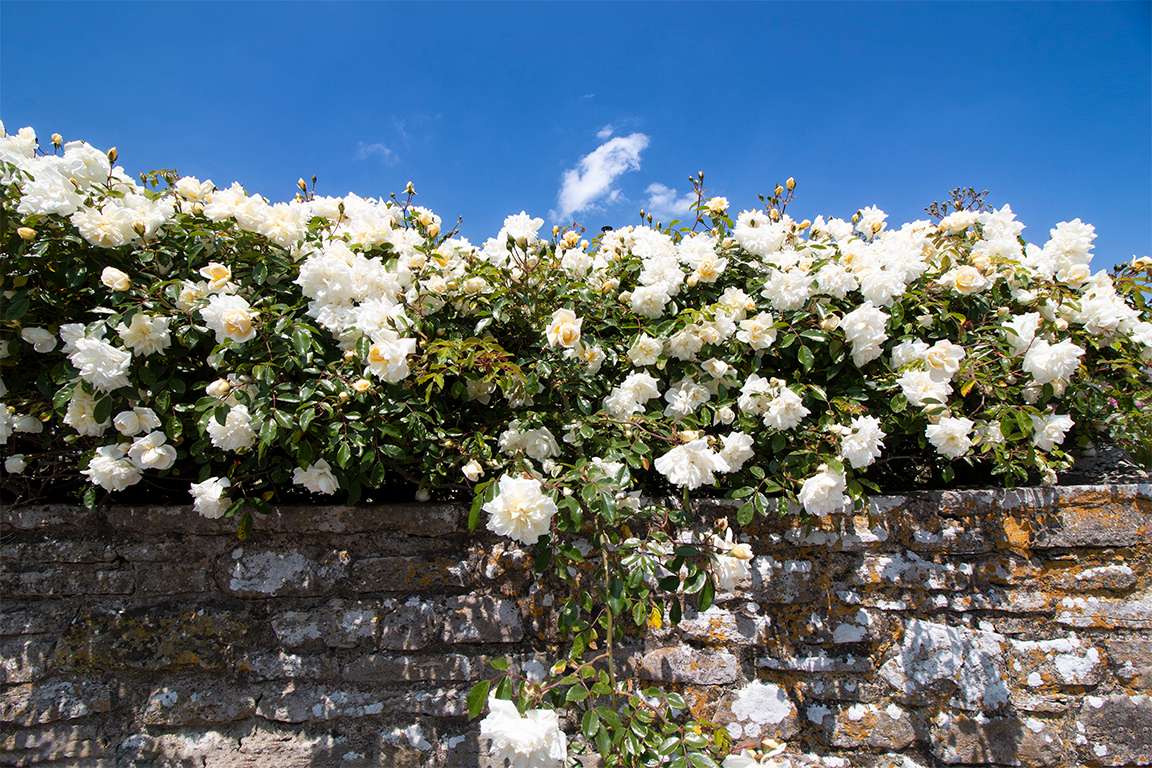Kimmeridge, Dorset, A Good Year for the Roses...