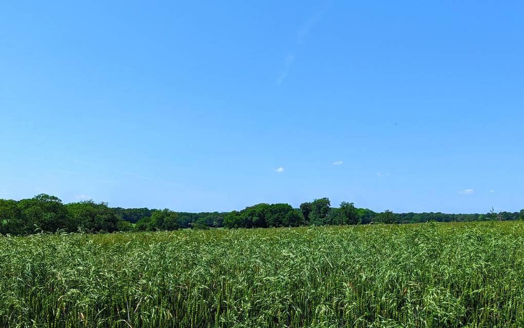 Fine and sunny in June. Posted by Brian Gaze