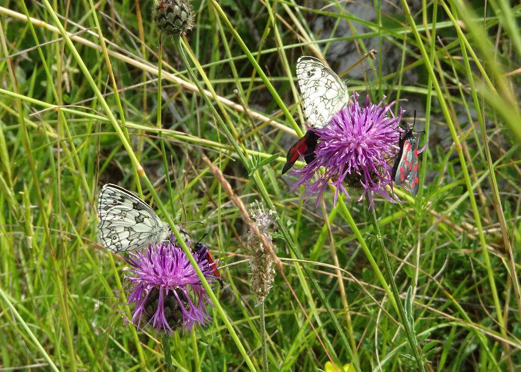 Calne, Wilts, Marbled White B'flies & Six-Spot Burnet Moths, Greater Knapweed, Chalk Down...