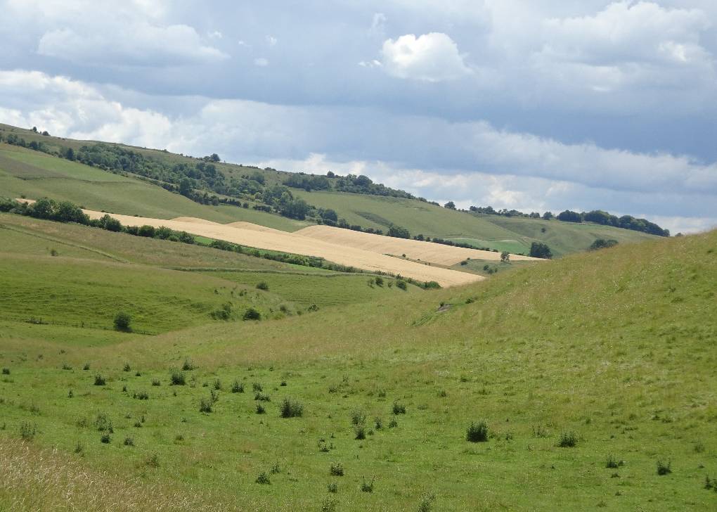 Devizes, Wilts, The first maturing crop I've seen, across dry valley, nr Morgan's Hill, 29 ...