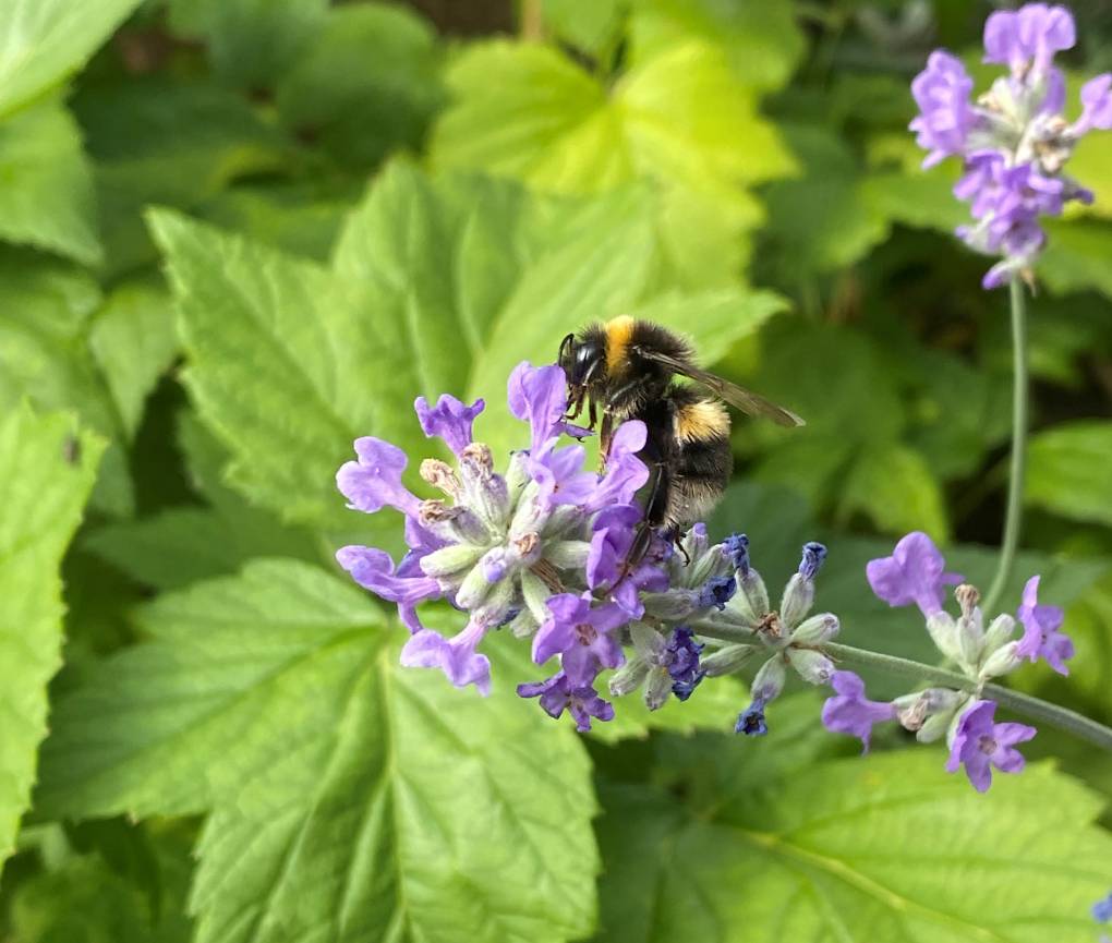 Dartford, Kent, Summer days Humble Bumble on Lavender...