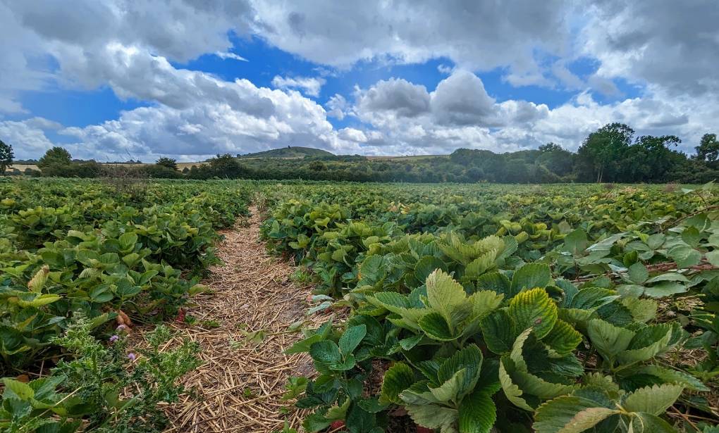 Ivinghoe, Buckinghamshire, Blustery and showery weather for picking strawberries...
