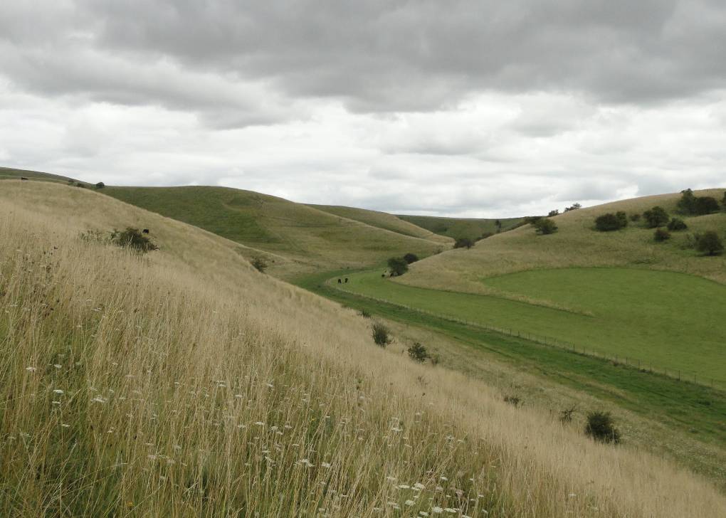 Cherhill, Wilts, Grass fading as seed heads form, farmer has taken hay crop from formerly-cu...