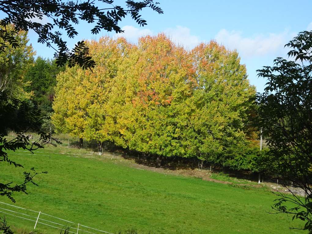 Grantown-on-Spey, Strathspey, Beech trees showing autumn colour, seen from Dava Way, 2nd Oct '23...