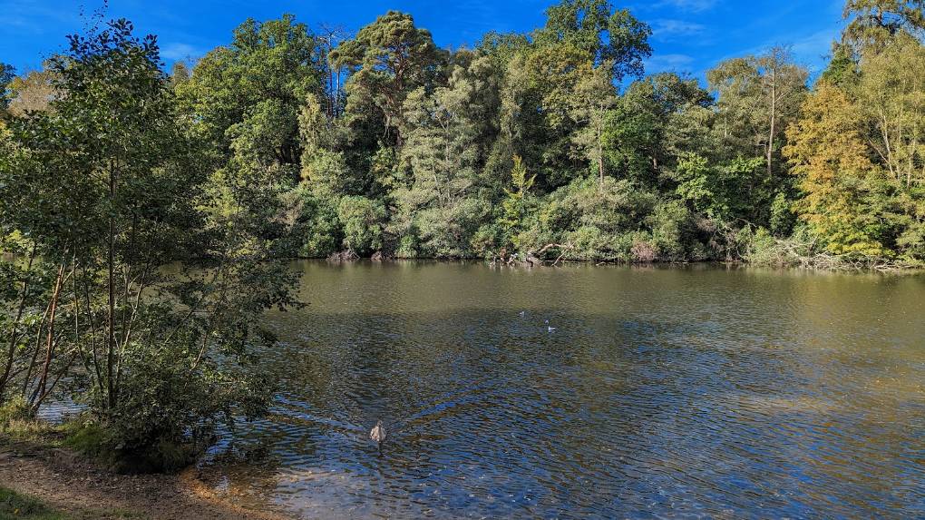 Virginia Water, , Autumn colours on display...