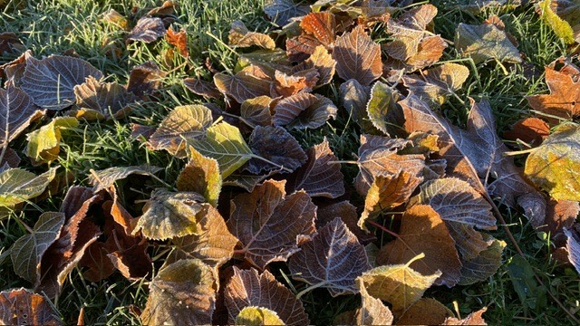 Grantown on Spey, Morayshire, A big dump of leaves in the park this morning after the recent frosts. ...