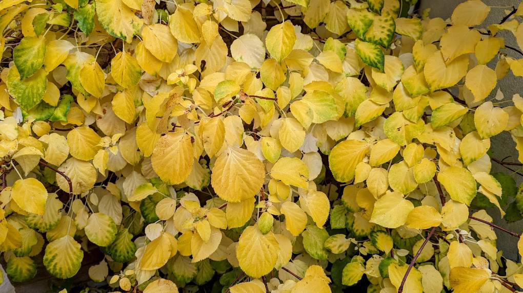 , , Bright autumnal colours on display...