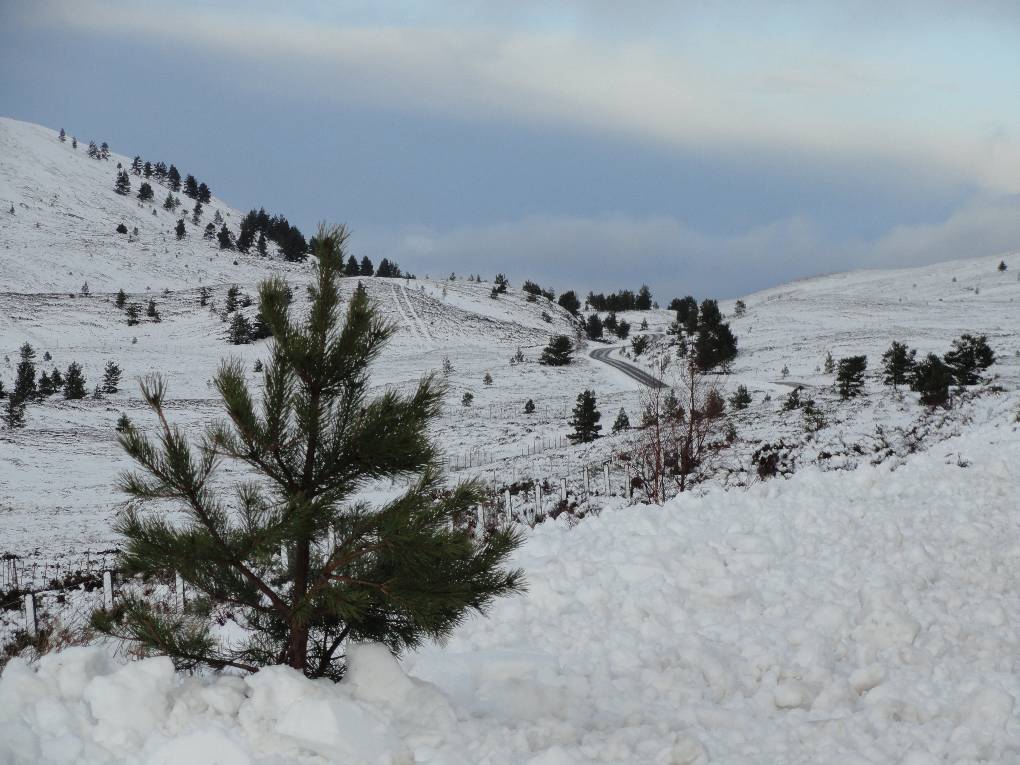 Grantown, Strathspey, Lonesome Pine, 15 Jan '15...