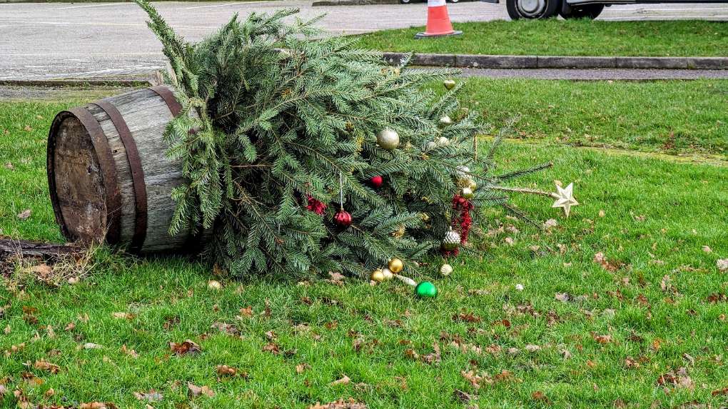 Berkhamsted, , Christmas tree blown over by strong winds...