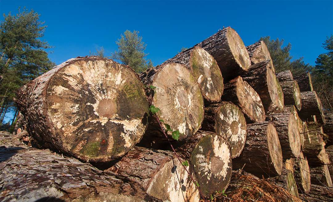 Waddock, Dorset, Log Pile...